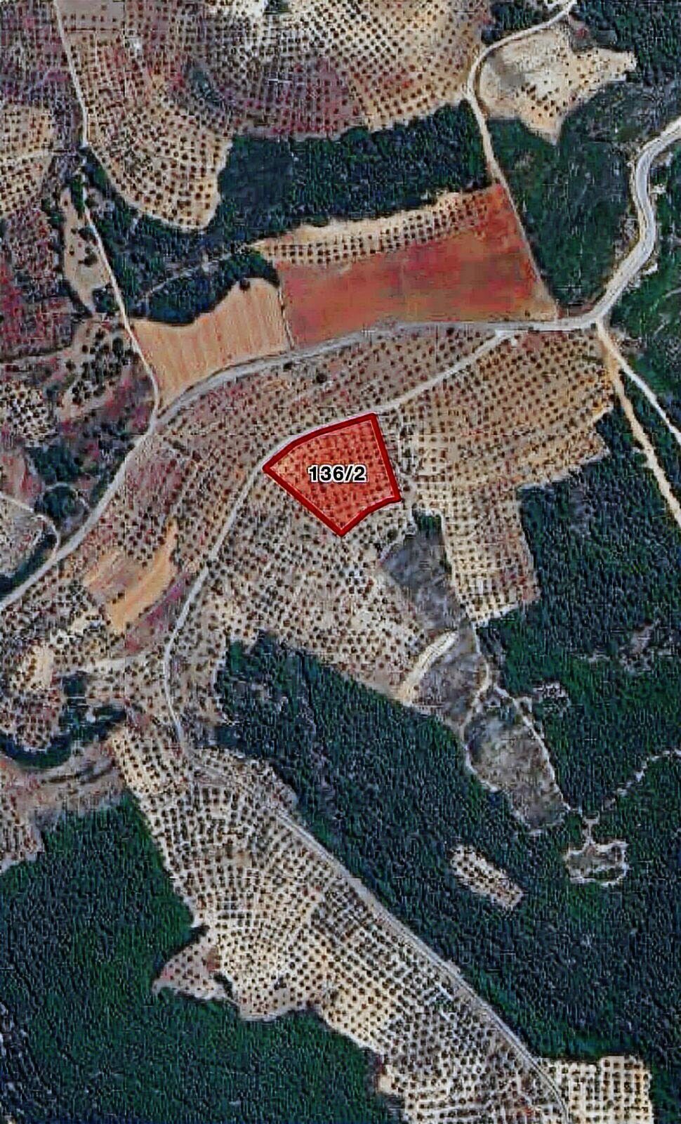 Milas'ta Bakımlı Yol Cepheli Zeytinlik - 3