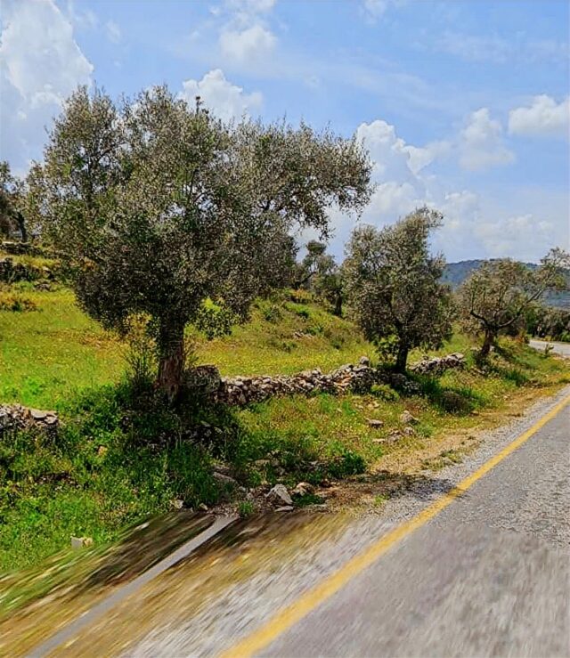 Milas'ta Bakımlı Yol Cepheli Zeytinlik