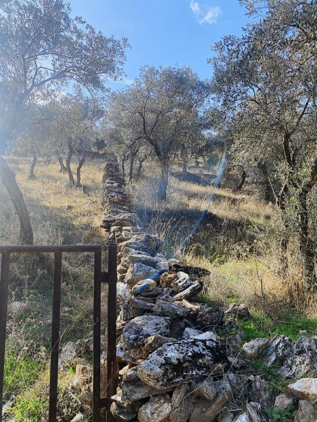 Bafa Köy İçinde Fırsat ZEYTİNLİK