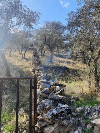 Bafa Köy İçinde Fırsat ZEYTİNLİK