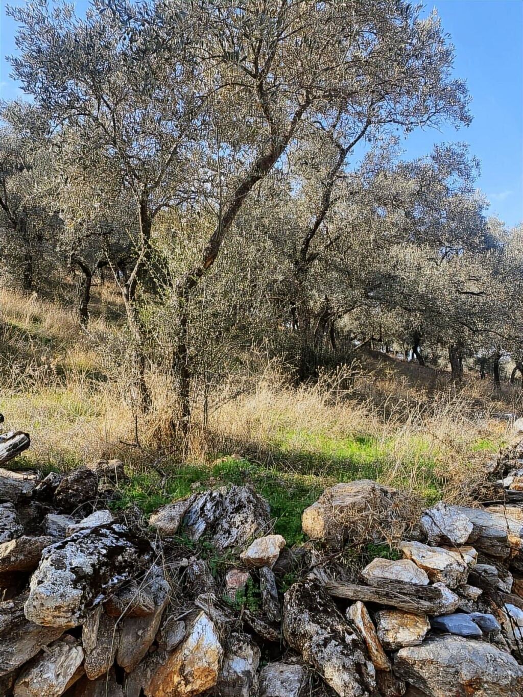 Bafa Köy İçinde Fırsat ZEYTİNLİK - 3