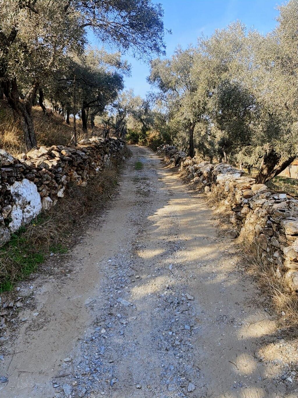 Bafa Köy İçinde Fırsat ZEYTİNLİK - 2